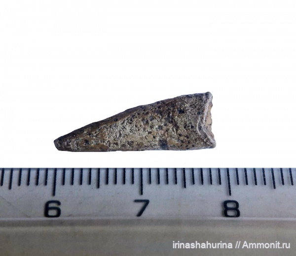 мел, птерозавры, сеноман, Ornithocheiridae, Шацк, Малый Пролом
