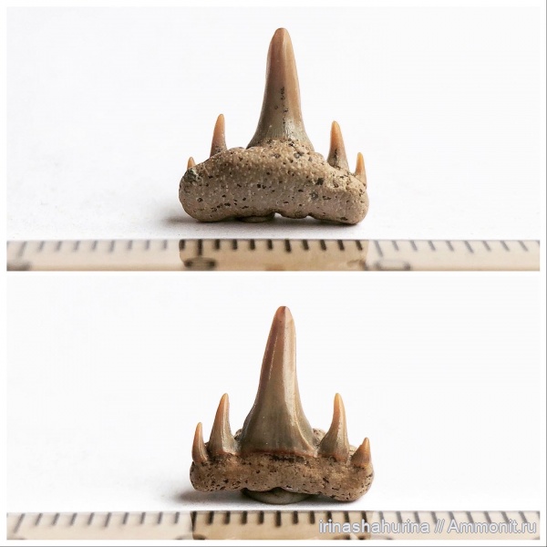 мел, сеноман, зубы акул, Paraorthacodus, Шацк, Малый Пролом