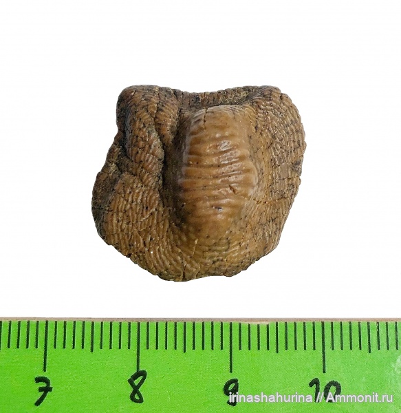 мел, сеноман, Ptychodus, Ptychodus mammillaris, Шацк, Малый Пролом, shark teeth