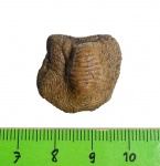 Самый большой Ptychodus mammillaris