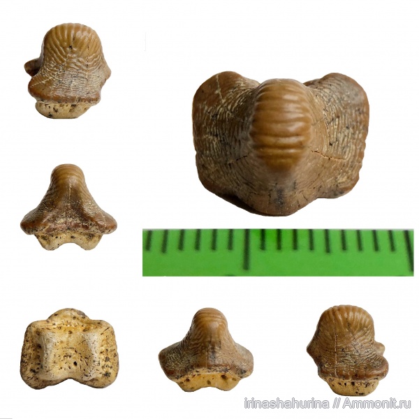 мел, сеноман, Ptychodus, Шацк, Малый Пролом, shark teeth, ptychodus anonymus