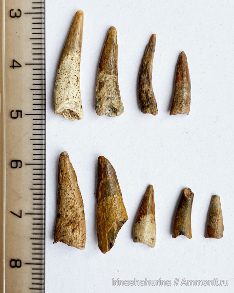 мел, птерозавры, сеноман, Ornithocheiridae, Шацк, Малый Пролом