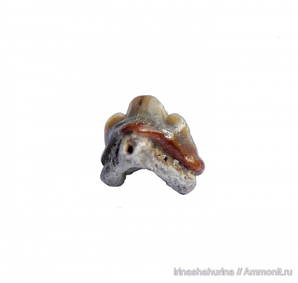мел, сеноман, Heterodontus, Шацк, Малый Пролом, shark teeth
