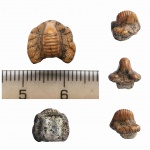 Ptychodus anonymus