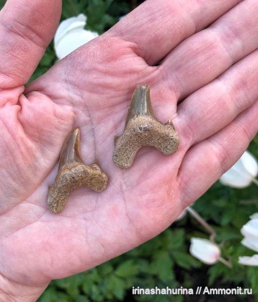 мел, сеноман, Шацк, Малый Пролом, Dwardius, shark teeth