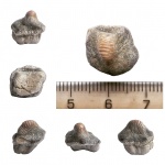 Ptychodus anonymus