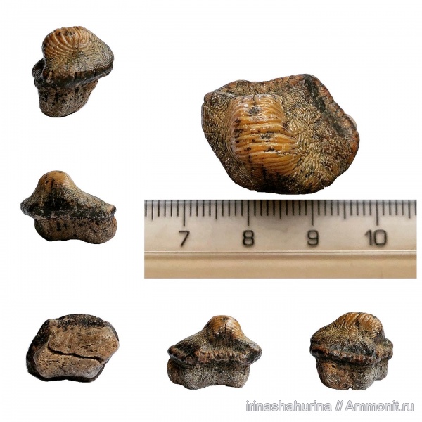 мел, сеноман, Ptychodus, Шацк, Малый Пролом, shark teeth