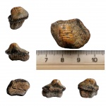Ptychodus anonymus или mammillaris?