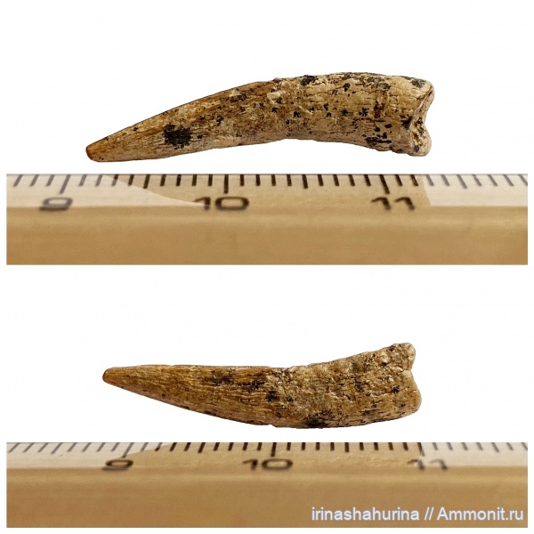 мел, птерозавры, сеноман, Ornithocheiridae, Шацк, Малый Пролом