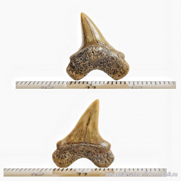 мел, сеноман, зубы акул, Cretoxyrhina, Cretoxyrhina denticulata, Малый Пролом