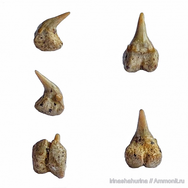 мел, сеноман, зубы акул, Шацк, Малый Пролом, Pseudomegachasma casei, Pseudomegachasma