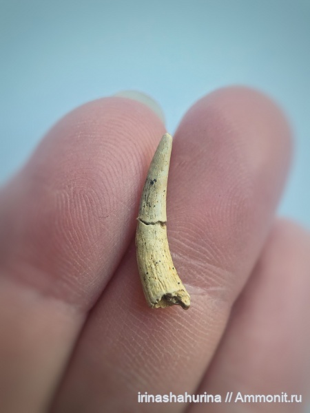 мел, птерозавры, сеноман, Ornithocheiridae, Шацк, Малый Пролом