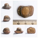 Крупный Ptychodus mammillaris