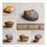 Ptychodus marginalis