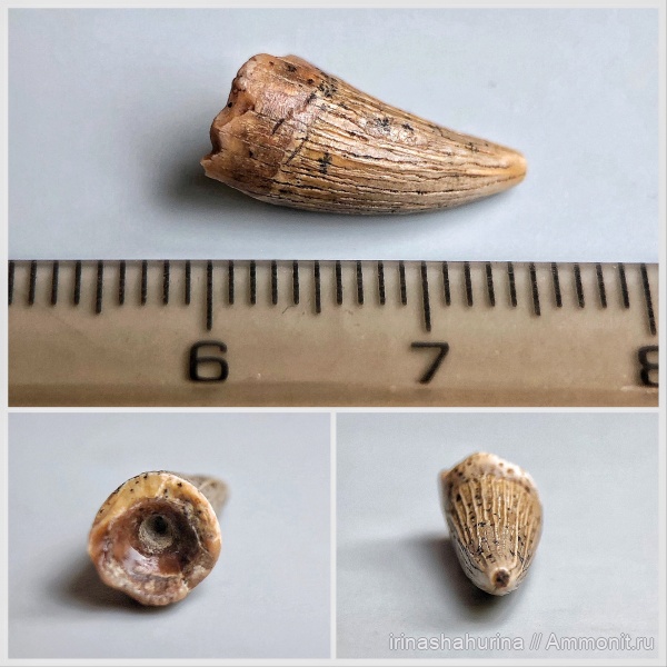 мел, водные рептилии, сеноман, Шацк, Малый Пролом, Leptocleidia