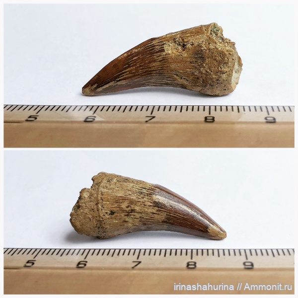 мел, мозазавры, маастрихт, Mosasauridae, Plioplatecarpus, Maastrichtian