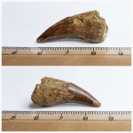 Зуб Plioplatecarpus