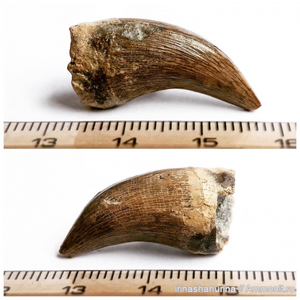 мел, маастрихт, Mosasauridae, Plioplatecarpus, Maastrichtian