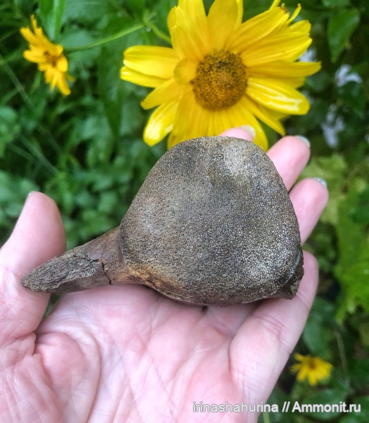 мел, мозазавры, маастрихт, позвонки, Mosasauridae, Maastrichtian