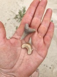 Cardabiodon и Dwardius