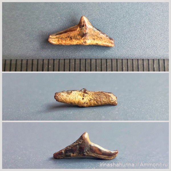 мел, сеноман, зубы акул, Cederstroemia, Шацк, Малый Пролом