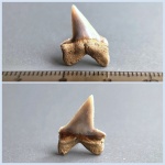 Pseudocorax affinis