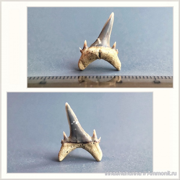 палеоцен, зубы акул, Odontaspis, Волгоградская область, даний, Odontaspis speyeri