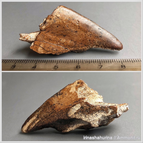 мел, химеры, сеноман, Chimaeriformes