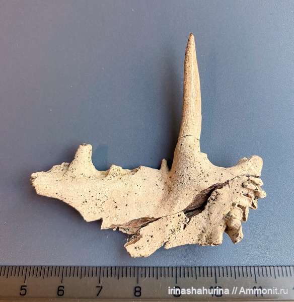 мел, рыбы, маастрихт, Волгоградская область, Enchodus, Enchodus faujasi