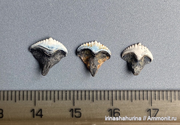 нижний карбон, Petalodontiformes, Борщевский карьер, Ctenoptychius