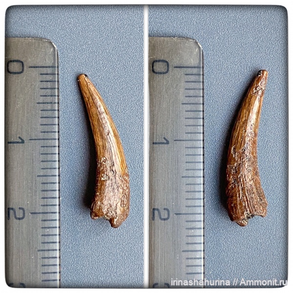 мел, птерозавры, сеноман, Ornithocheiridae