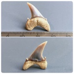 Боковой зуб Palaeohypotodus bronni
