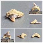 Ещё один боковой зуб  Palaeohypotodus bronni