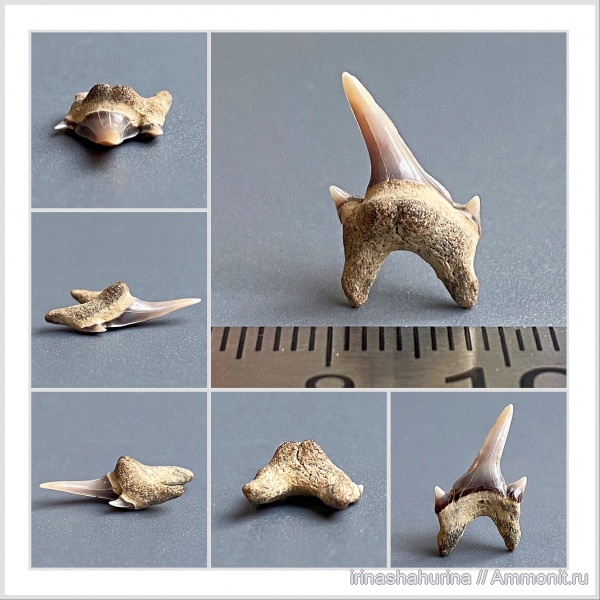 мел, Eostriatolamia, сеноман, зубы акул