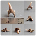 Идеальный Pseudoscapanorhynchus