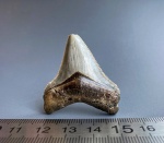 Otodus chubutensis