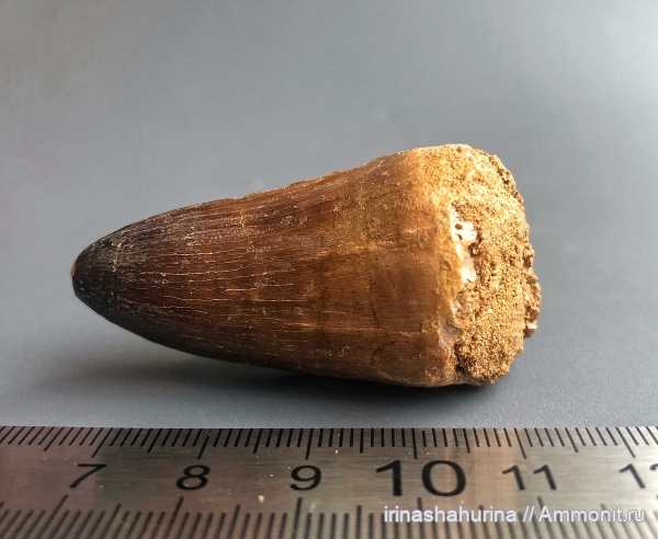 мел, водные рептилии, мозазавры, маастрихт, Mosasaurus beaugei, Mosasaurus