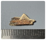 Зубец плавника Protosphyraena