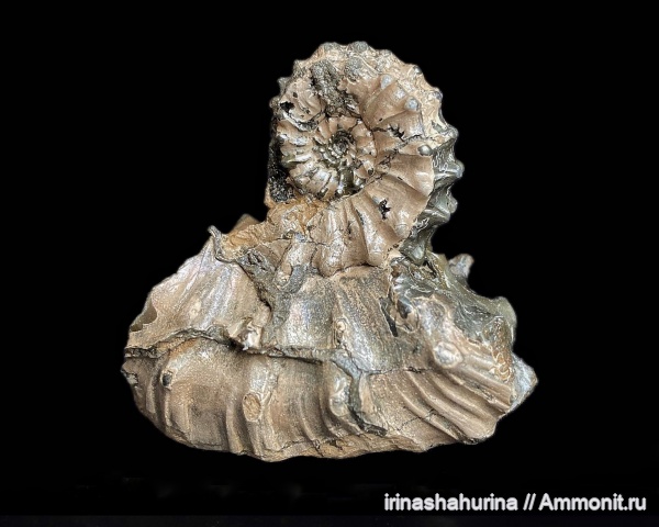 аммониты, юра, Михайлов, Kosmoceras, келловей, Kosmoceras gemmatum