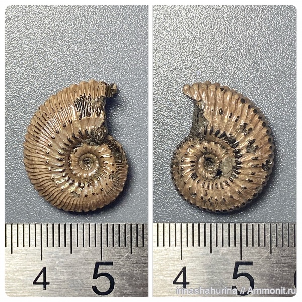 аммониты, юра, Михайлов, Kosmoceras, келловей