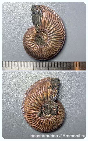 аммониты, юра, Михайлов, Cardioceras, оксфорд, Cardioceras alphacordatum