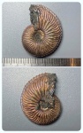 Cardioceras alphacordatum - красавчик!