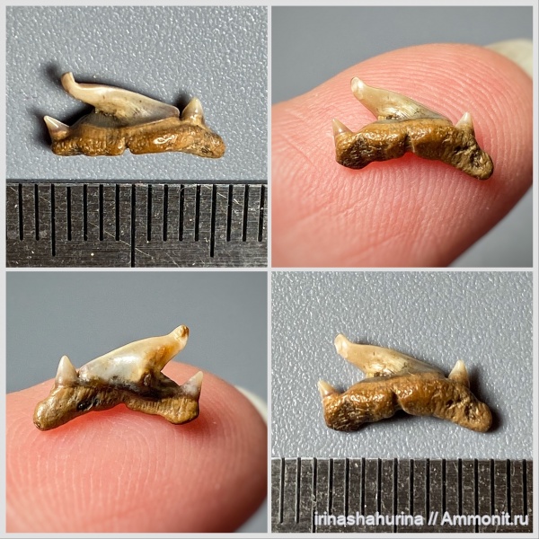 мел, Eostriatolamia, сеноман, зубы акул, Тамбовская область