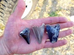 Зубы ископаемой акулы Otodus angustidens angustidens