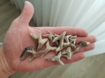 Зубы ископаемых акул Мангышлака. Находки с горы Унгоза.