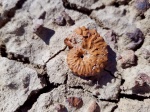 АММОНИТЫ МАНГЫШЛАКА (Schloenbachia varians)