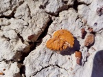 АММОНИТЫ МАНГЫШЛАКА (Schloenbachia varians)