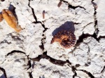 АММОНИТЫ МАНГЫШЛАКА (Schloenbachia varians)