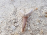 Зуб акулы Striatolamia macrota, Мангышлак
