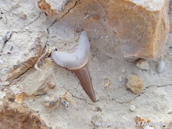 палеоген, эоцен, акулы, кайнозой, бартон, Striatolamia, Striatolamia macrota